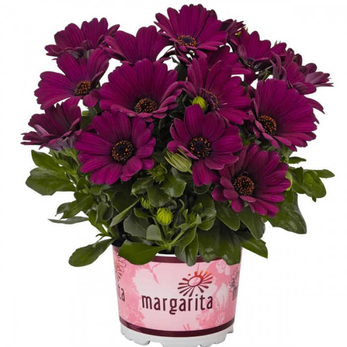 Остеоспермум вегетативный Margarita Purple