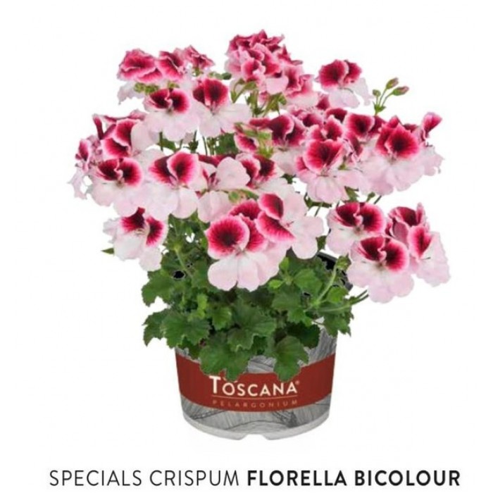 Пеларгония Specials Crispum Florella Bicolour
